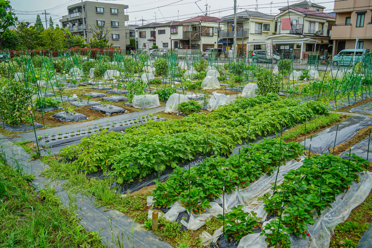 シェア畑 武蔵中原