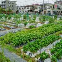 シェア畑 武蔵中原