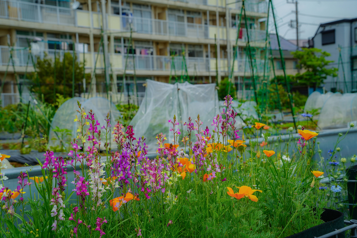 季節のお花が咲いています