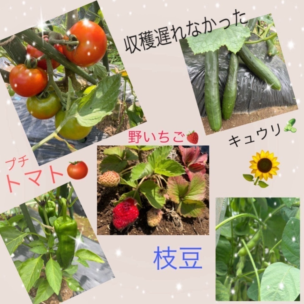 2025コンテストお野菜・虫・自然準グラ