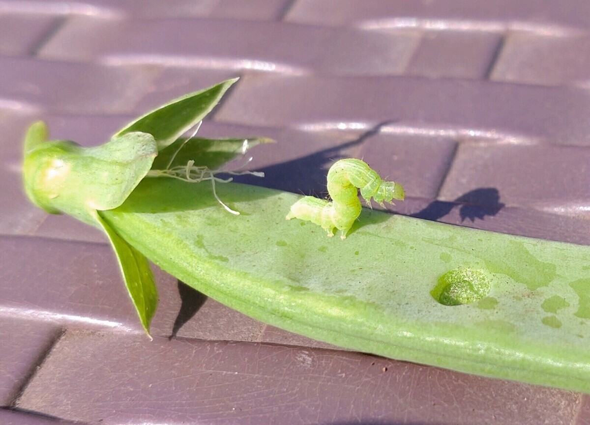 2025コンテストお野菜・虫・自然準グラ