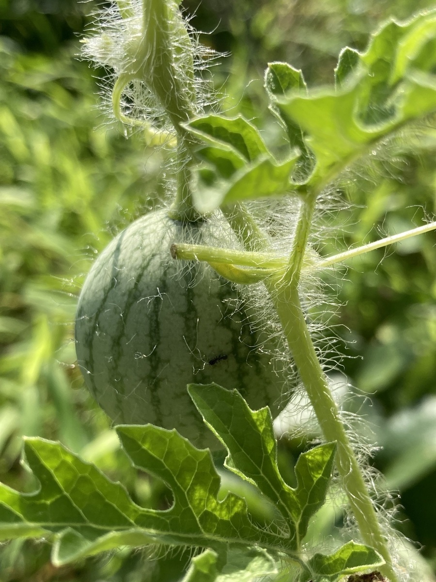 2025コンテストお野菜・虫・自然シェア畑賞