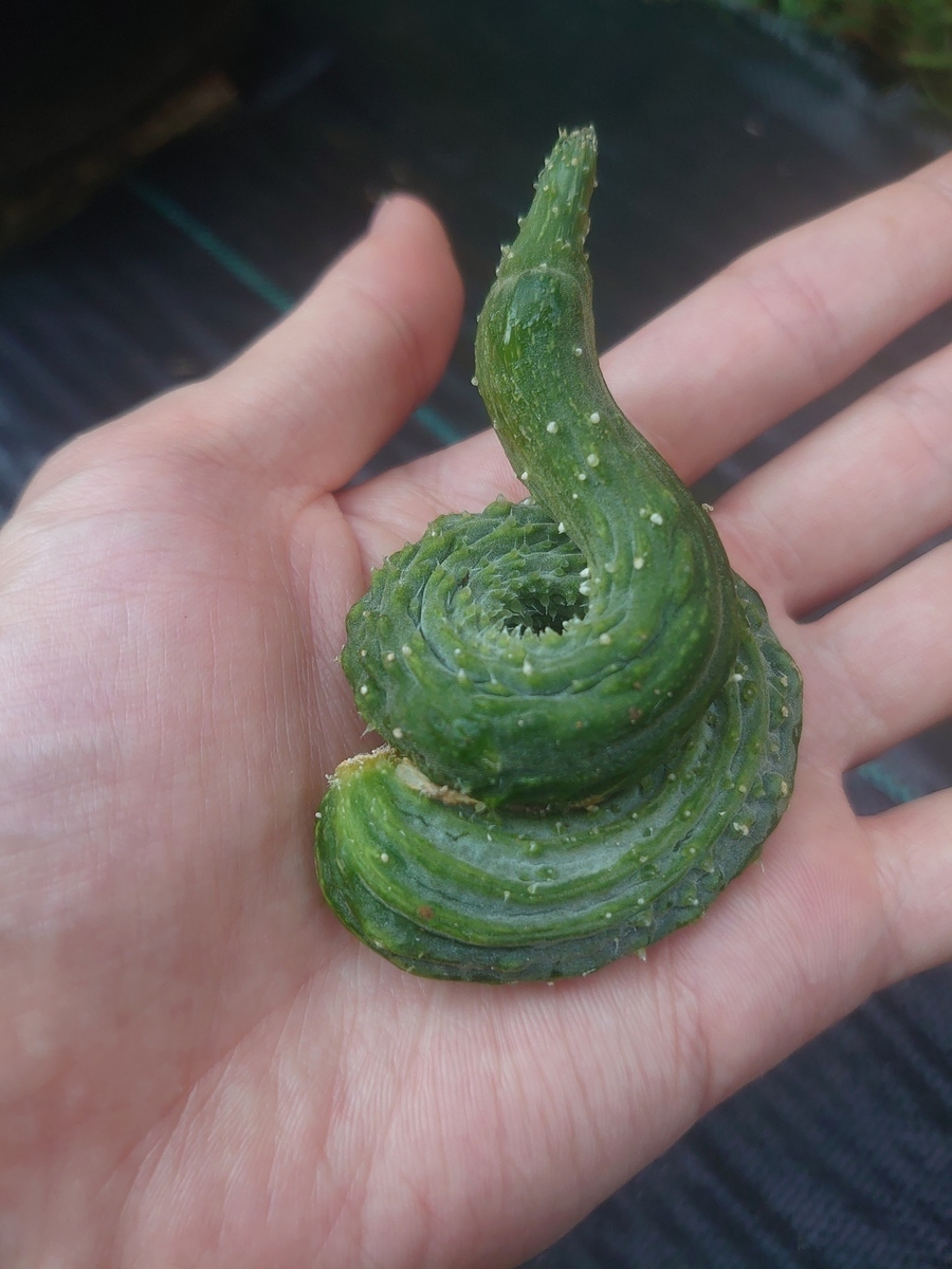 2025コンテストお野菜・虫・自然いいね賞