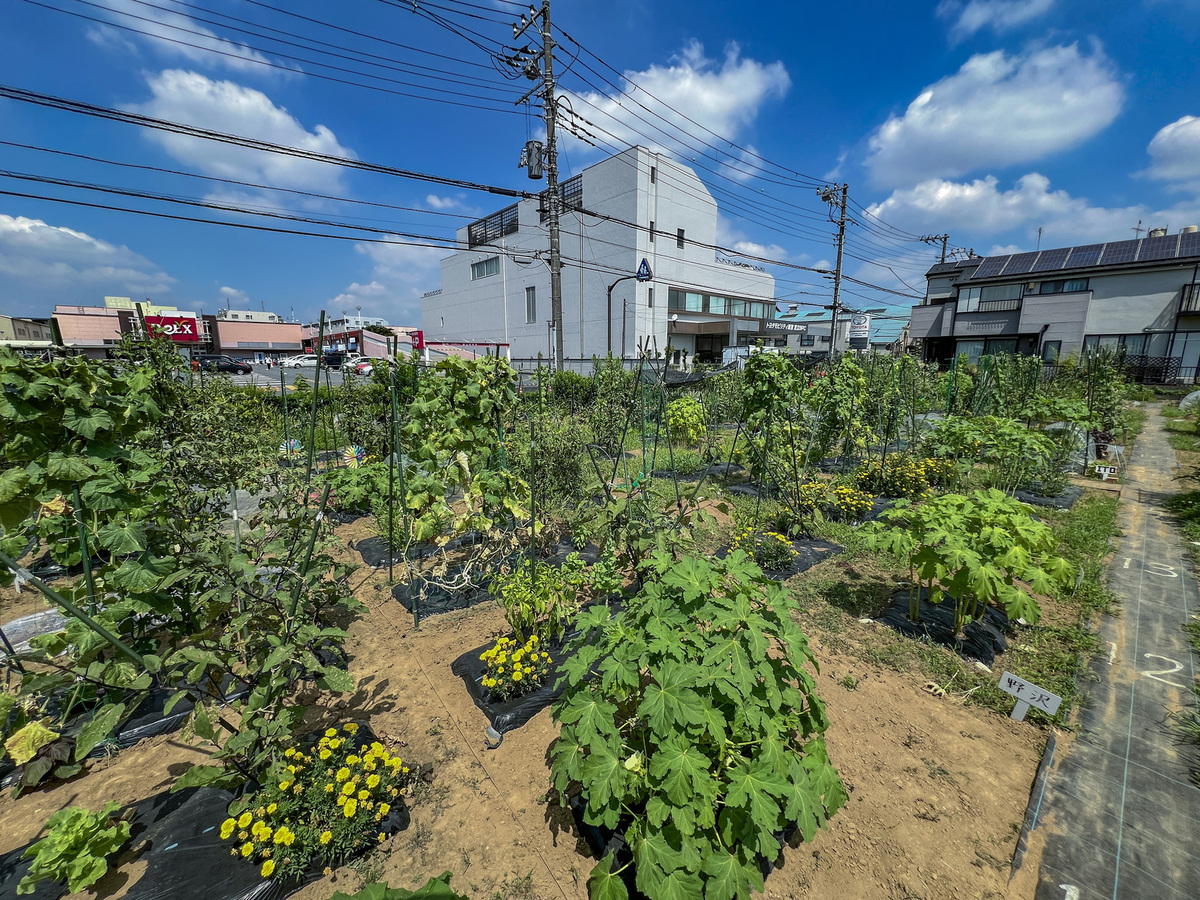 農園の夏の様子②