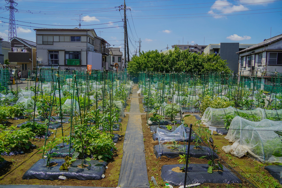 シェア畑 練馬平和台