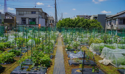シェア畑 練馬平和台