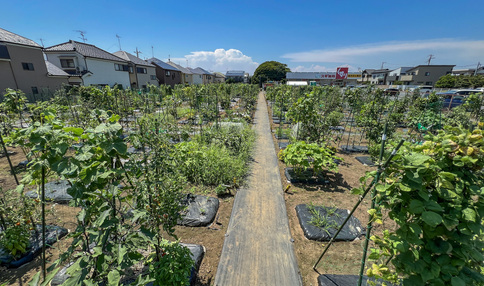 シェア畑 津田沼