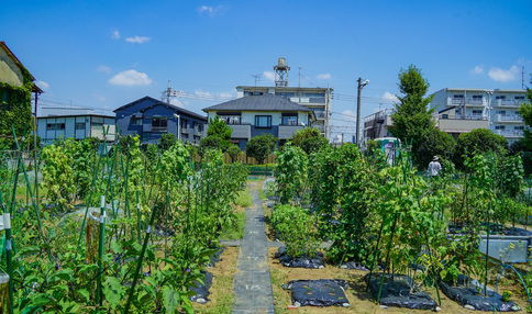 シェア畑 葛飾柴又