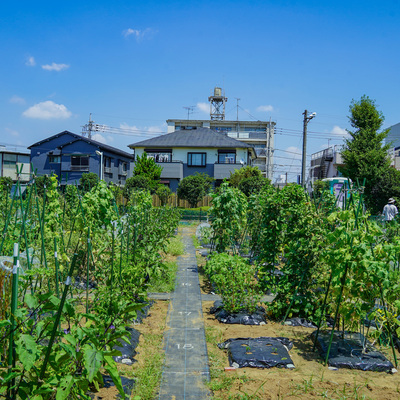 シェア畑 葛飾柴又