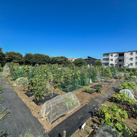 シェア畑 千葉検見川