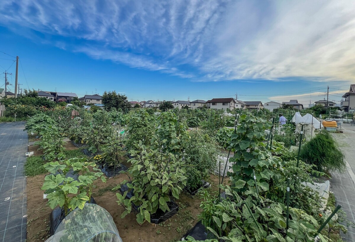 シェア畑 南柏