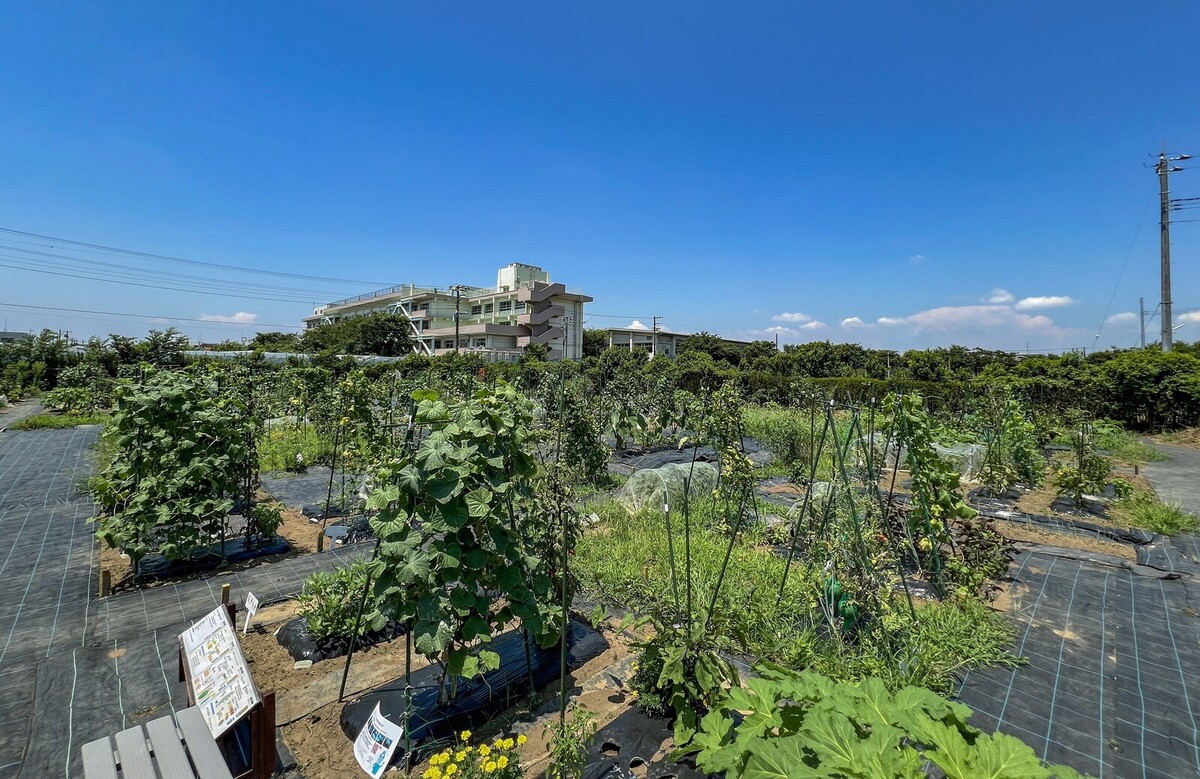 シェア畑 市川本八幡