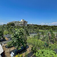 シェア畑 市川本八幡