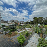 シェア畑 上野毛(世田谷区) | 体験農園なら貸し農園（市民農園）のシェア畑