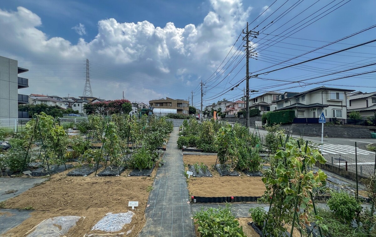 シェア畑 たまプラーザ