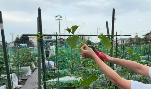 モカ&リカの 親子初めて農活日記：第4回　剪定のコツと支柱の立て方