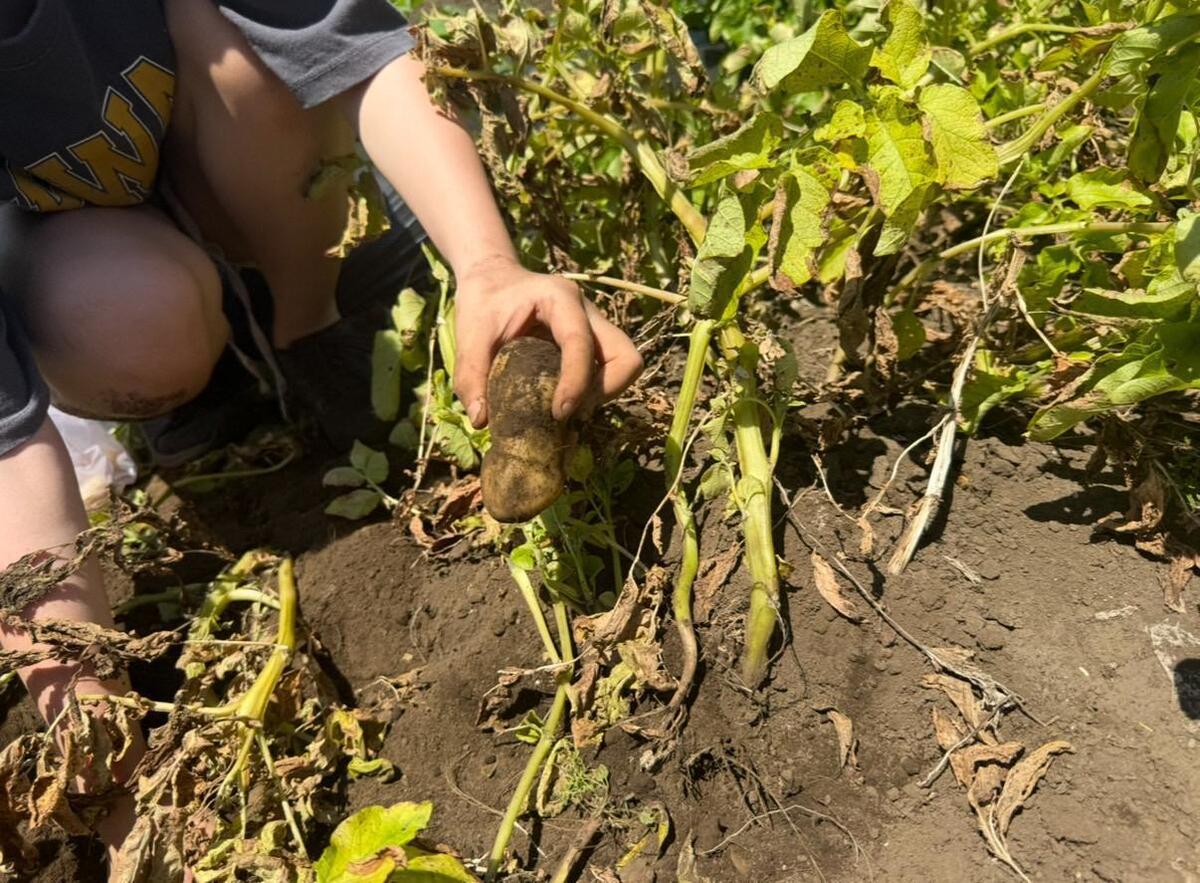 モカ&リカの 親子初めて農活日記：第5回　定期開催シェア畑イベントレポート 「じゃがバター」！掘って食べて遊んで大盛況！