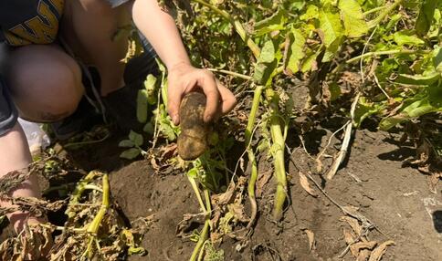 モカ&リカの 親子初めて農活日記：第5回　定期開催シェア畑イベントレポート 「じゃがバター」！掘って食べて遊んで大盛況！