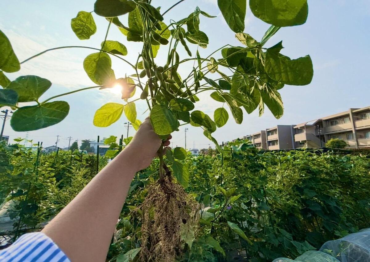 モカ&リカの 親子初めて農活日記：第7回　夏野菜の収穫！