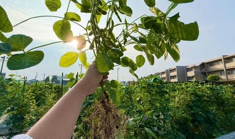 モカ&リカの 親子初めて農活日記：第7回　夏野菜の収穫！