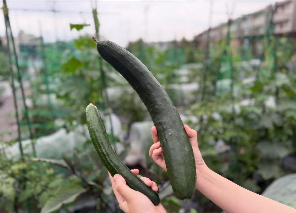 モカ&リカの 親子初めて農活日記：第8回　巨大化した野菜の食べ方・楽しみ方　