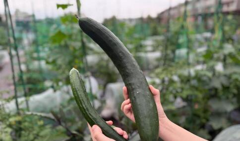 モカ&リカの 親子初めて農活日記：第8回　巨大化した野菜の食べ方・楽しみ方　