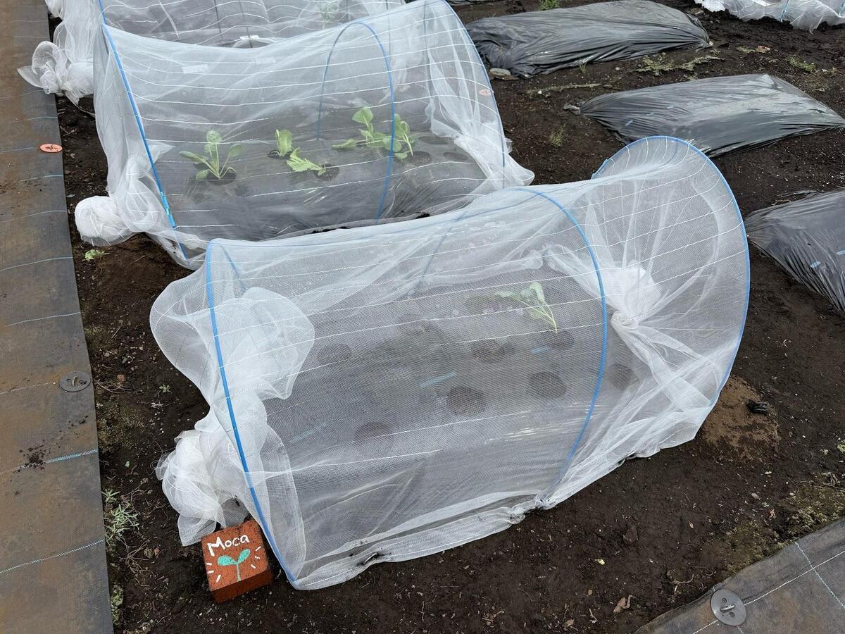 モカ&リカの 親子初めて農活日記:第11回 秋冬野菜の種まきと植え付け