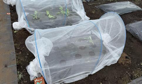 モカ&リカの 親子初めて農活日記:第11回 秋冬野菜の種まきと植え付け