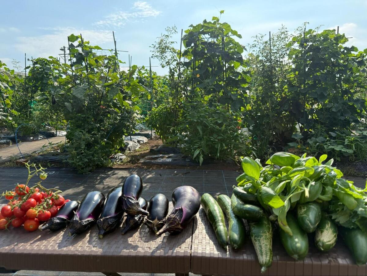モカ&リカの親子初めて農活日記:第9回 満喫した夏野菜の株を片付けた日