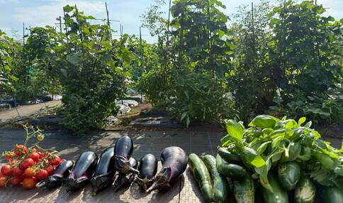 モカ&リカの親子初めて農活日記:第9回 満喫した夏野菜の株を片付けた日