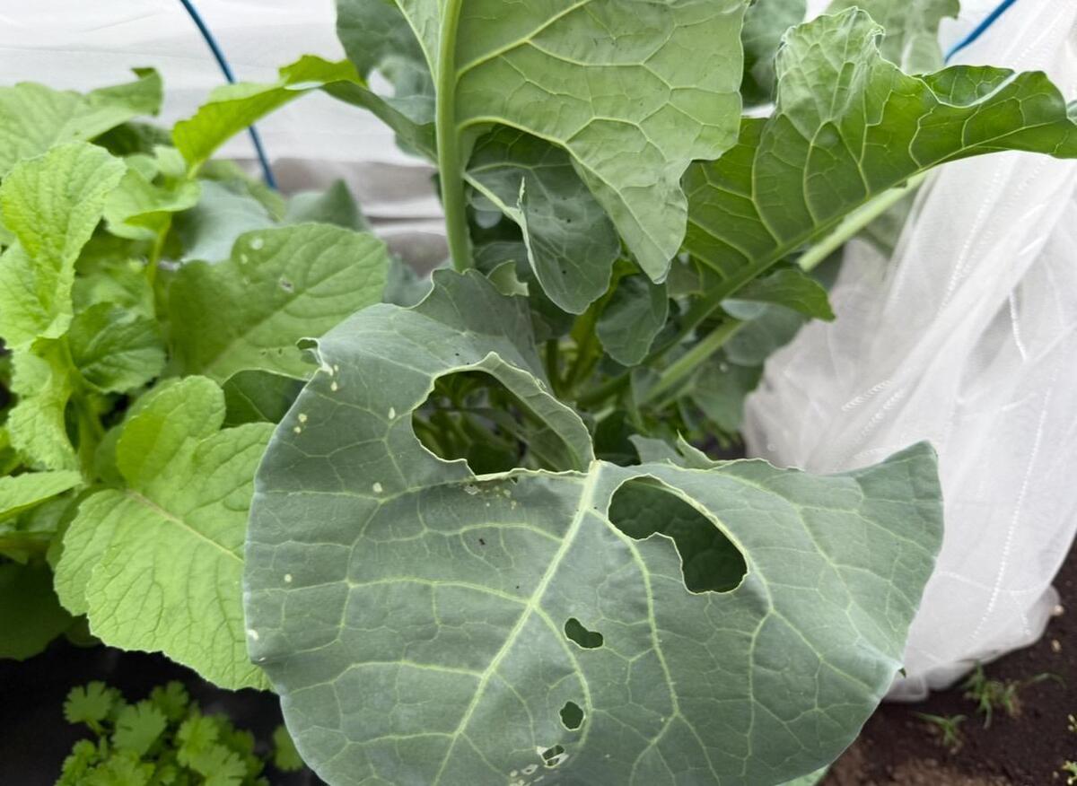 モカ&リカの 親子初めて農活日記 :第12回 害虫駆除と予防