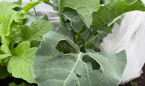 モカ&リカの 親子初めて農活日記 ：第12回　害虫駆除と予防