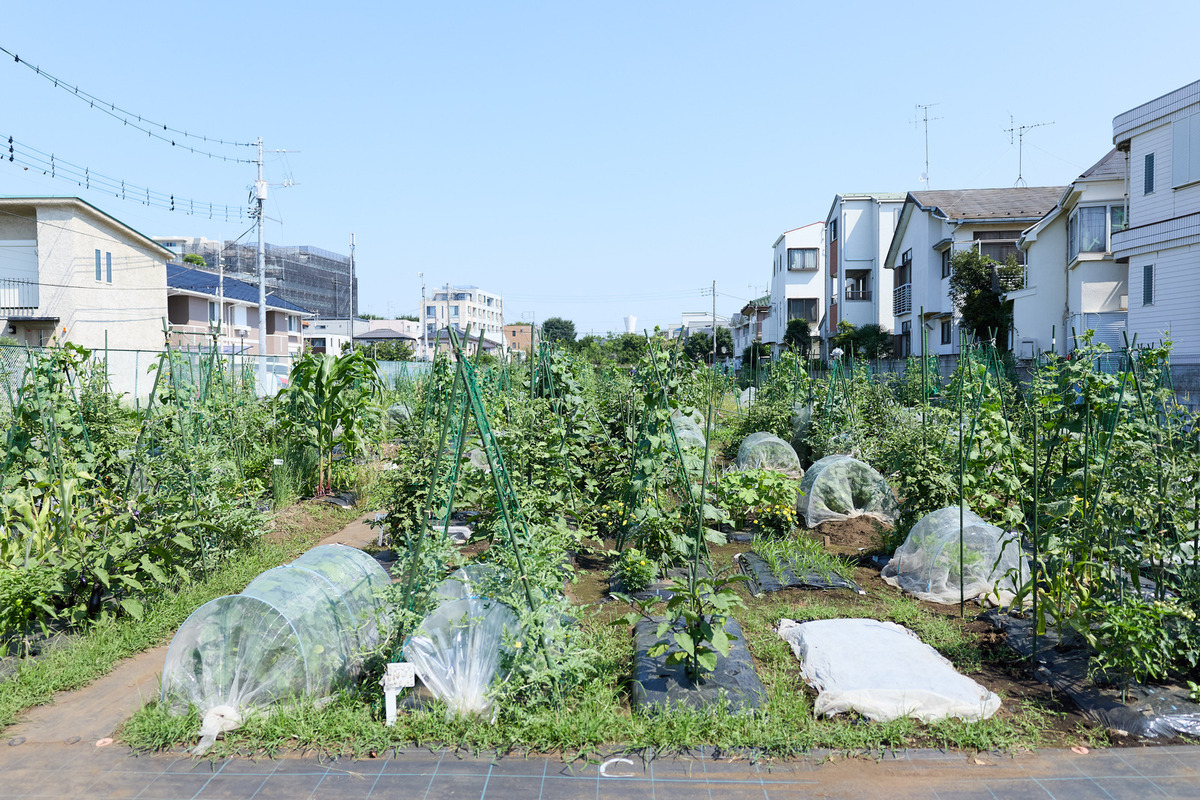 シェア畑 仙川 伊藤農園