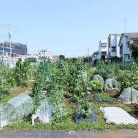 シェア畑 仙川 伊藤農園