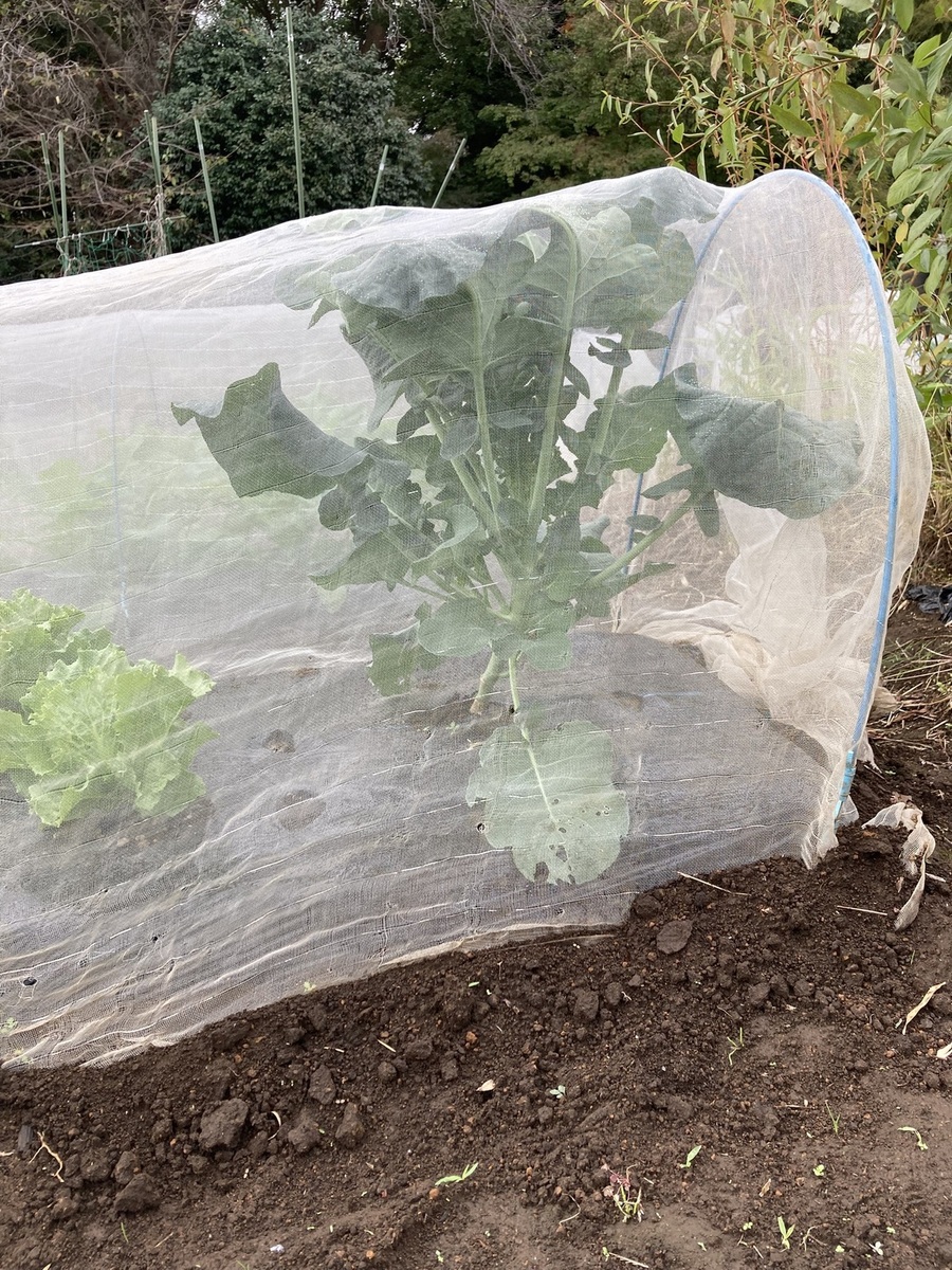 植付場所まちがえた？