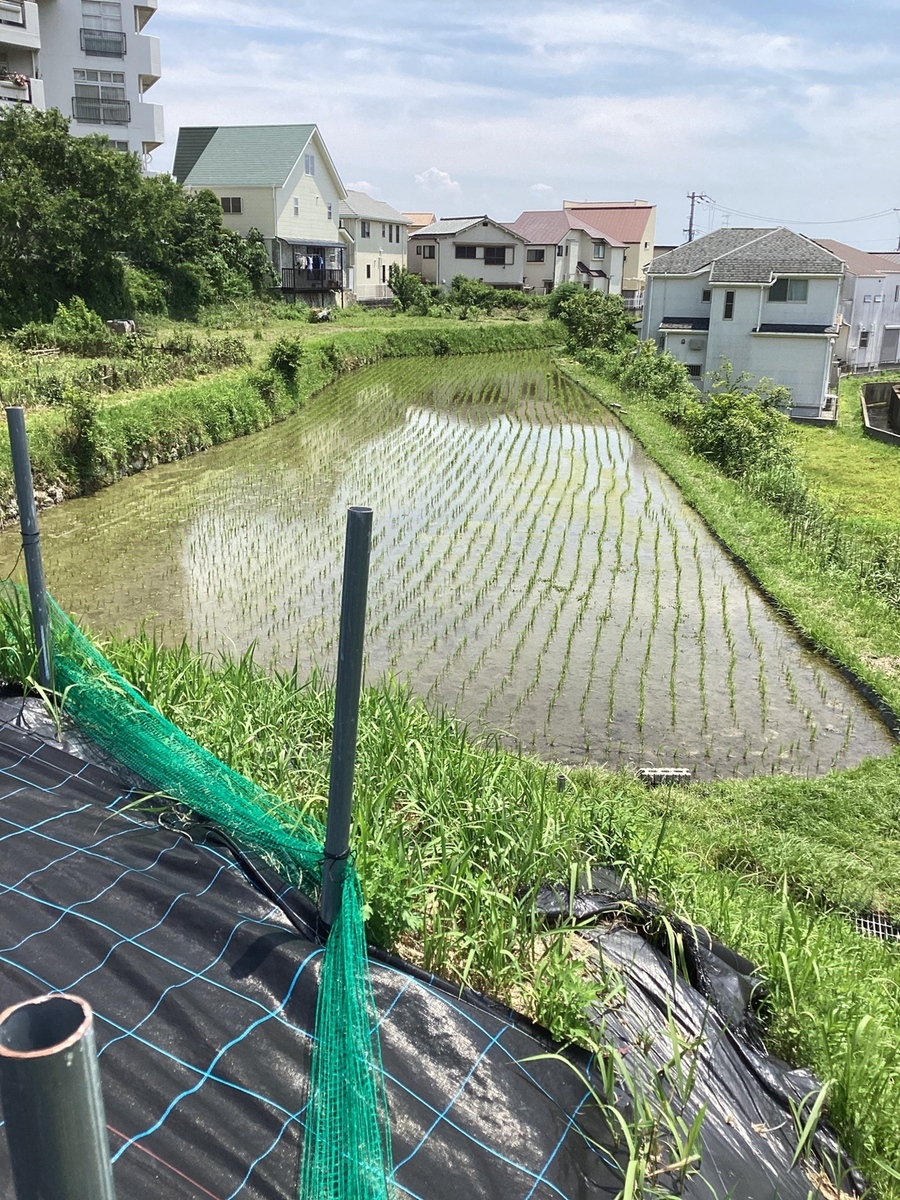 畑からは田んぼが見えます