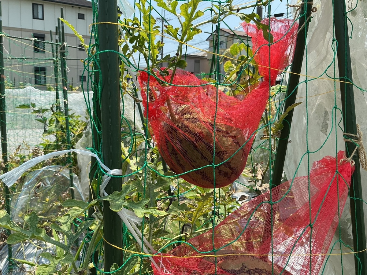 スイカが実りました