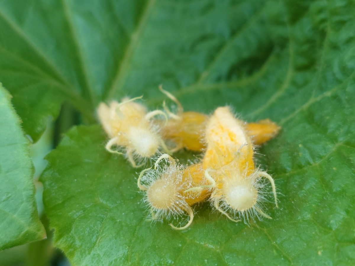 11922_準グラ_野菜・自然・虫