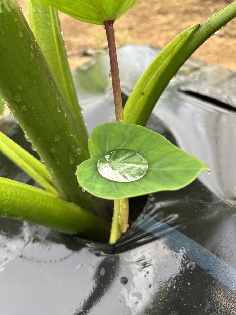 12019_特別賞_野菜・自然・虫