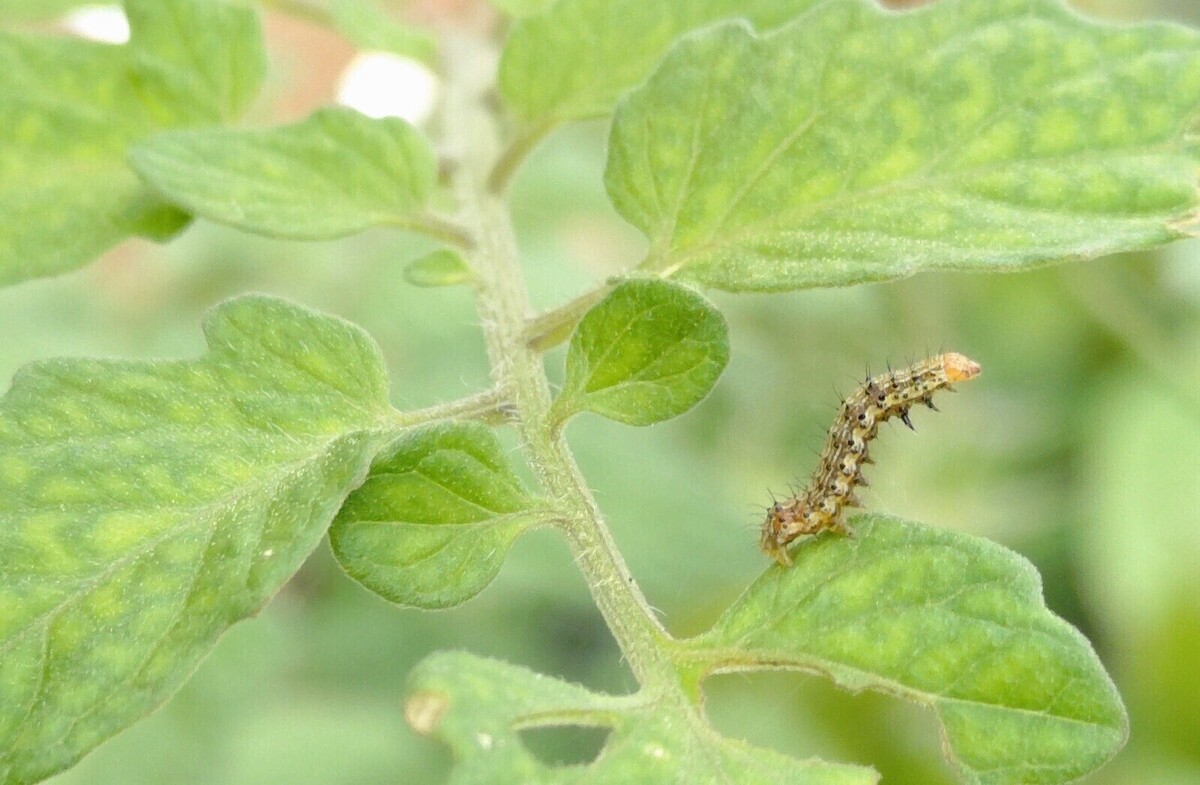 12133_準グラ_野菜・自然・虫