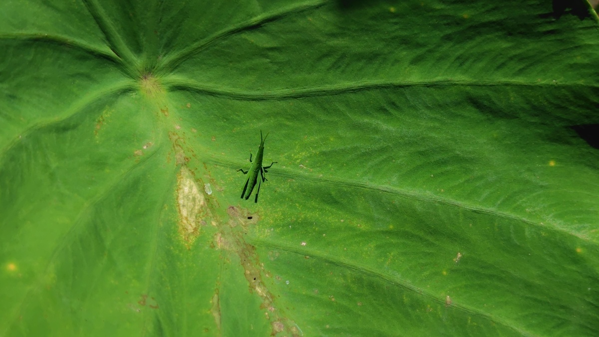 12573_特別賞_野菜・自然・虫
